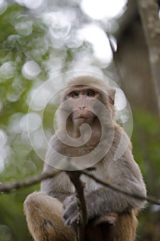 Chinese macaque on the tree branches