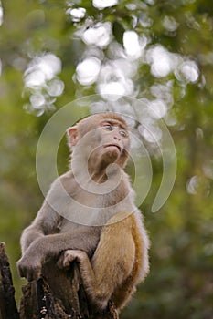 Chinese macaque watch