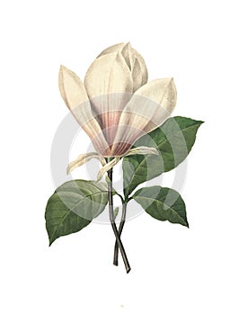 Chinese magnolia | Redoute Flower Illustrations