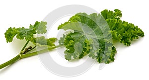 Chinese mallow branch