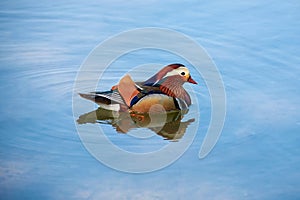 Chinese Mandarin duck