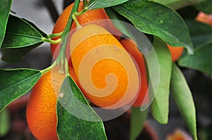 Chinese mandarins
