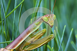 Chinese Mantid  800364