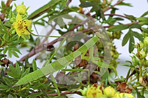 Chinese Mantid Immature    806545