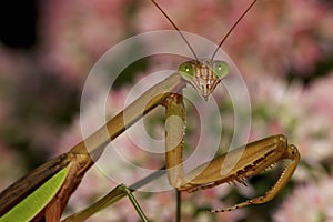 Chinese Mantid on Sedum    702003