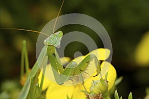 Chinese Mantid Subadult   806548