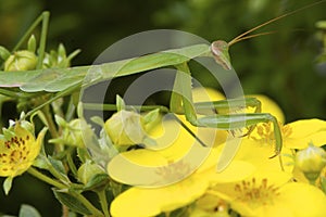 Chinese Mantid Subadult   806551