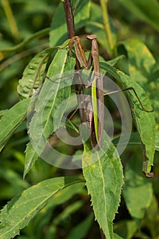 Chinese Mantis - Tenodera sinensis