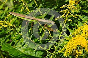 Chinese Mantis - Tenodera sinensis