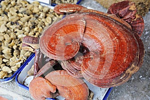 Chinese medicinal herb :linzhi