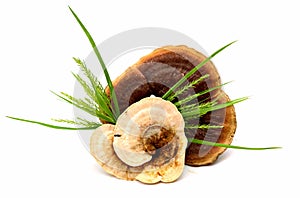 China Ganoderma medicine.