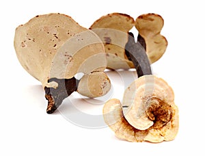 China Ganoderma medicine.
