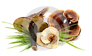 China Ganoderma medicine.