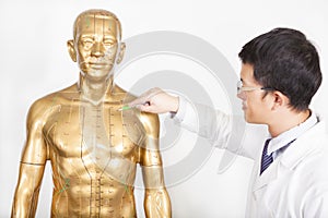 Chinese medicine doctor teaches acupoint on human model