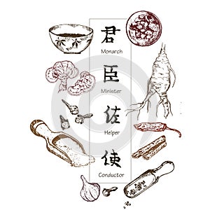 Chinese medicine, herbs and plants, zhen shen root vector illustration banner. Alternative medicine.