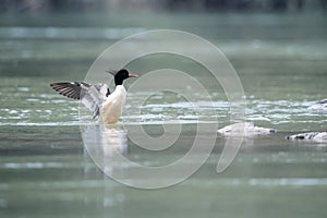 Chinese merganser mergus squamatus