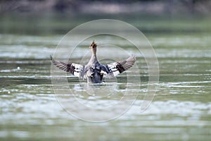 Chinese merganser spread