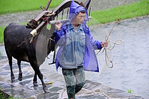 Chinese Miao nationality farmer in the rain