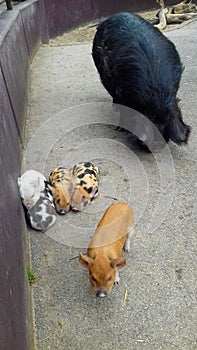 Chinese mini pigs in brown-red and white and with black spots . Colorful cute piglets with mother sow . Multi colored miniature