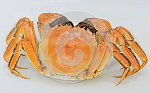 Chinese Mitten Crab