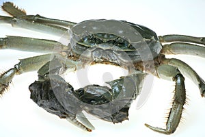 Chinese Mitten Crab