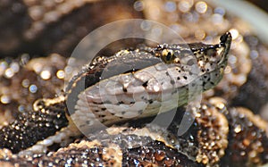 Chinese Moccasin Snake (Deinagkistrodon) photo