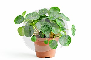 Chinese Money (Pilea Peperomioides) in Flowerpot Closeup, Pilea Macro House Plant in Flowerpot