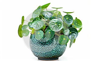 Chinese Money (Pilea Peperomioides) in Flowerpot Closeup, Pilea Macro House Plant in Flowerpot