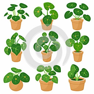 Chinese Money (Pilea Peperomioides) Pot Plant Icon Set, Pilea Plant Flat Design, Abstract Croton Symbol