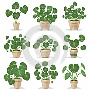 Chinese Money (Pilea Peperomioides) Pot Plant Icon Set, Pilea Plant Flat Design, Abstract Croton Symbol