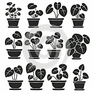 Chinese Money (Pilea Peperomioides) Pot Plant Icon Set, Pilea Plant Flat Design, Abstract Croton Symbol