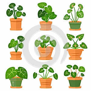 Chinese Money (Pilea Peperomioides) Pot Plant Icon Set, Pilea Plant Flat Design, Abstract Croton Symbol