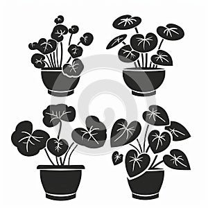 Chinese Money (Pilea Peperomioides) Pot Plant Icon Set, Pilea Plant Flat Design, Abstract Croton Symbol