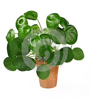 Chinese money plant or pancake plant, Pilea peperomioides, isolated over white