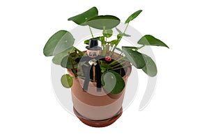 Pilea Peperomioides - Chinese Money Plant photo