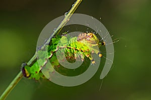 Chinese moon moth - Actias ningpoana