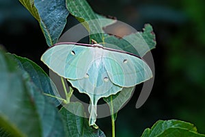 Chinese moon moth - Actias ningpoana
