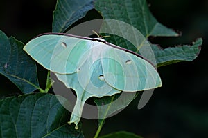 Chinese moon moth - Actias ningpoana