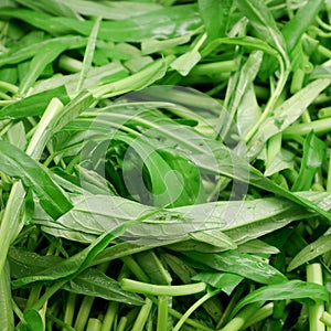 Chinese morning glory vegetable