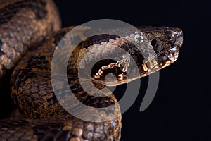 Chinese Mountain Pit Viper Ovophis monticola