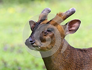 Chinese Muntjac 01