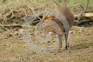 Chinese muntjac