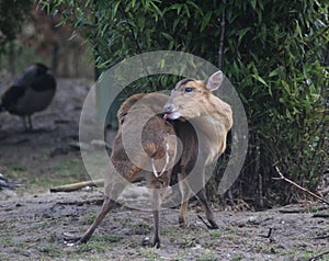 Chinese muntjac