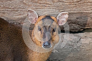 Chinese muntjac doe close-up portrait