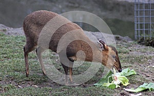 Chinese muntjac eating