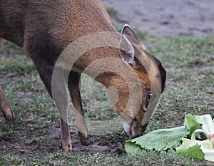 Chinese muntjac eating