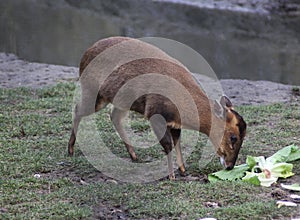 Chinese muntjac eating