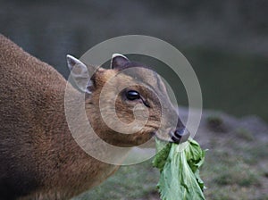 Chinese muntjac eating