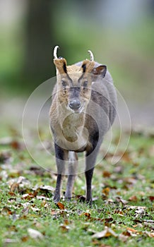 Chinese muntjac, Muntiacus reevesi