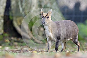 Chinese muntjac, Muntiacus reevesi